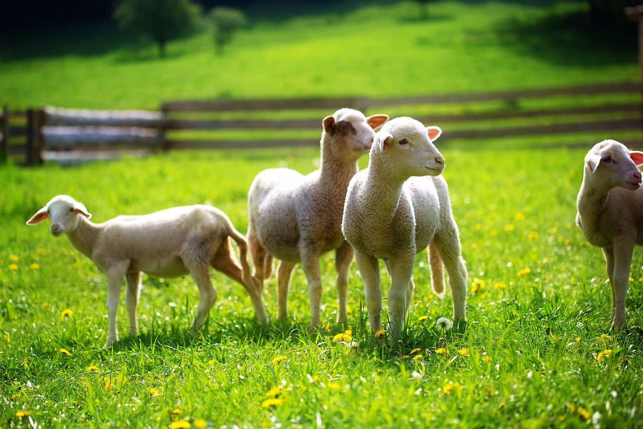 У дворі пасуться вівці онлайн пазл
