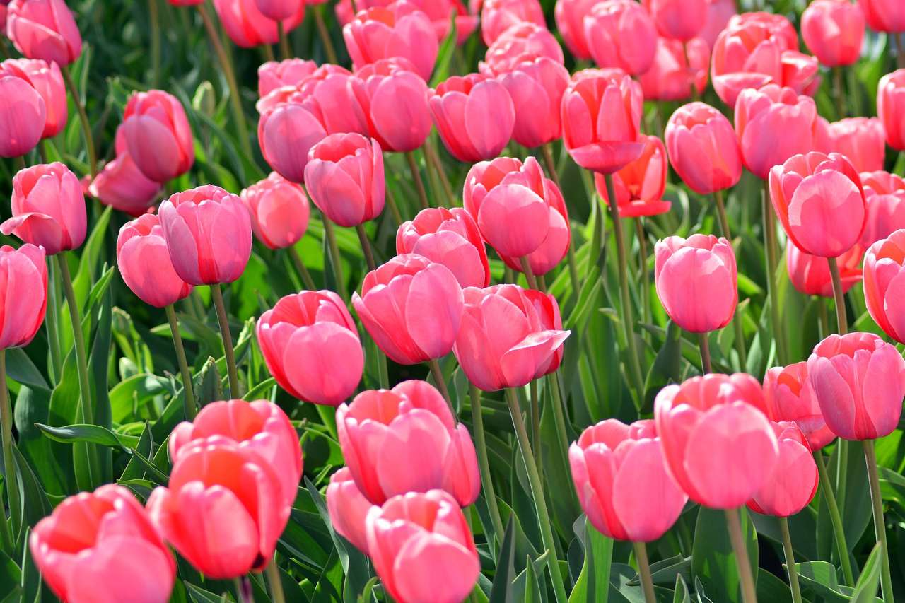 Tulpen op de weide online puzzel