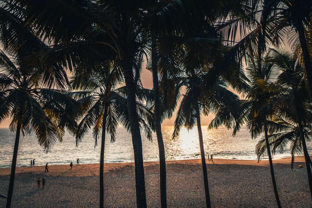 Palmy na pláži pobřeží během dne online puzzle