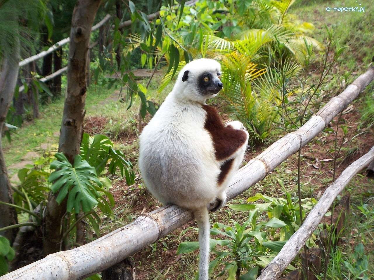 Lemur... skládačky online