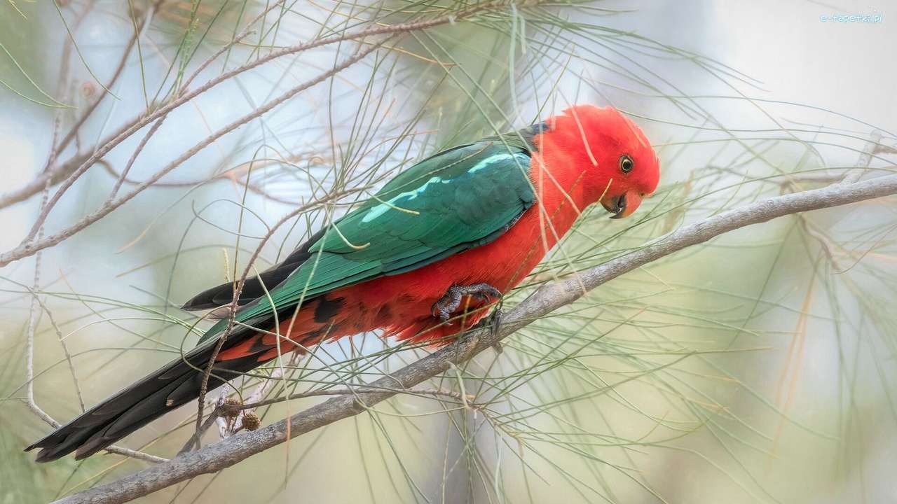Червен и зелен папагал онлайн пъзел