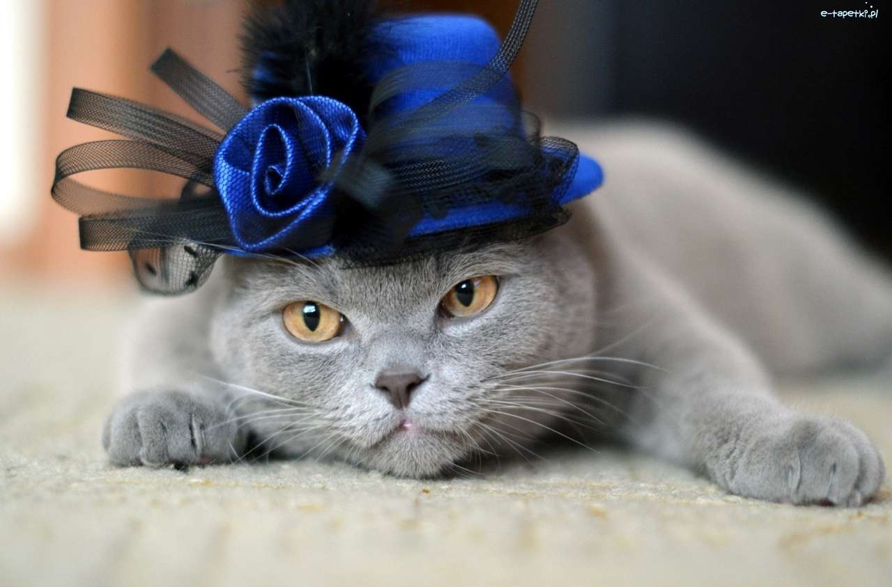 Brit macska egy kalapban kirakós online