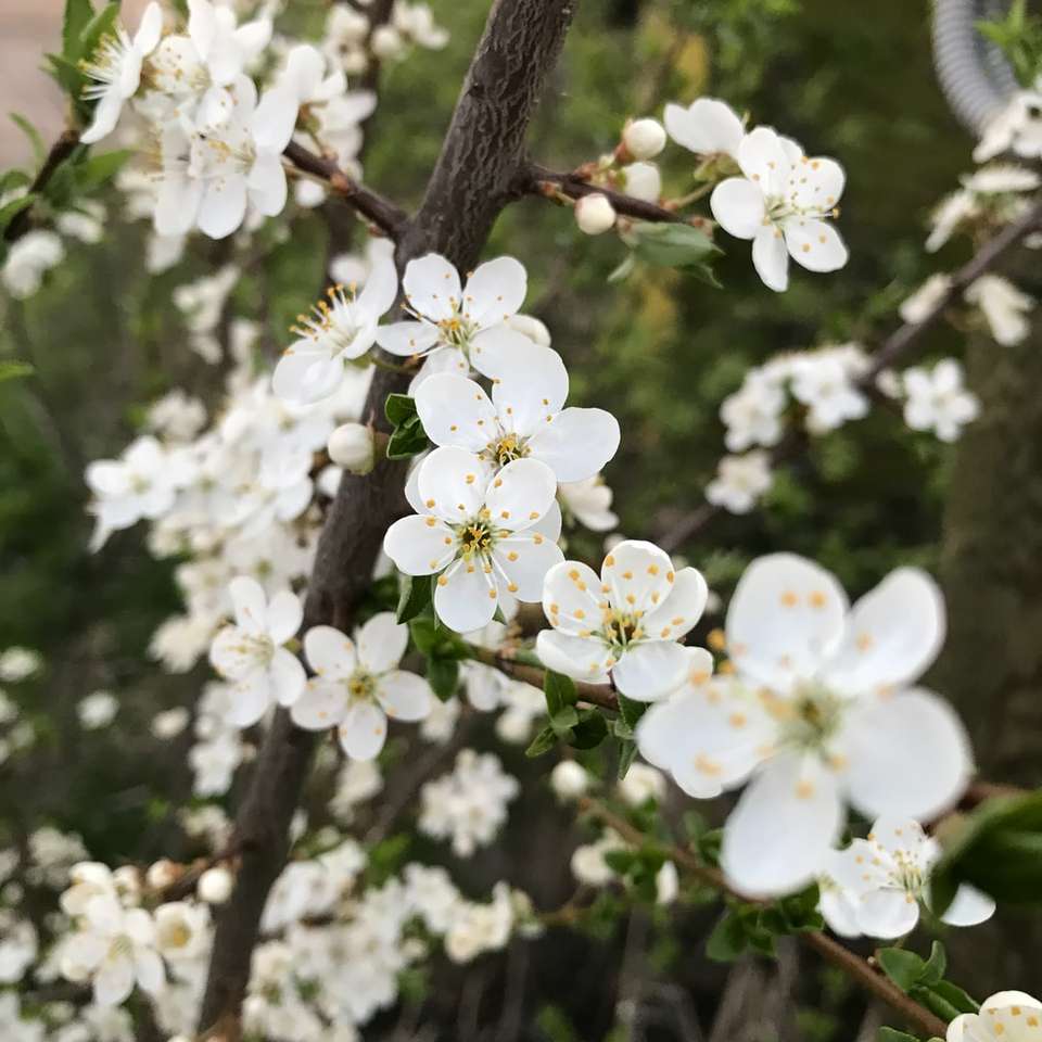 vit körsbärsblomma i blom under dagtid Pussel online