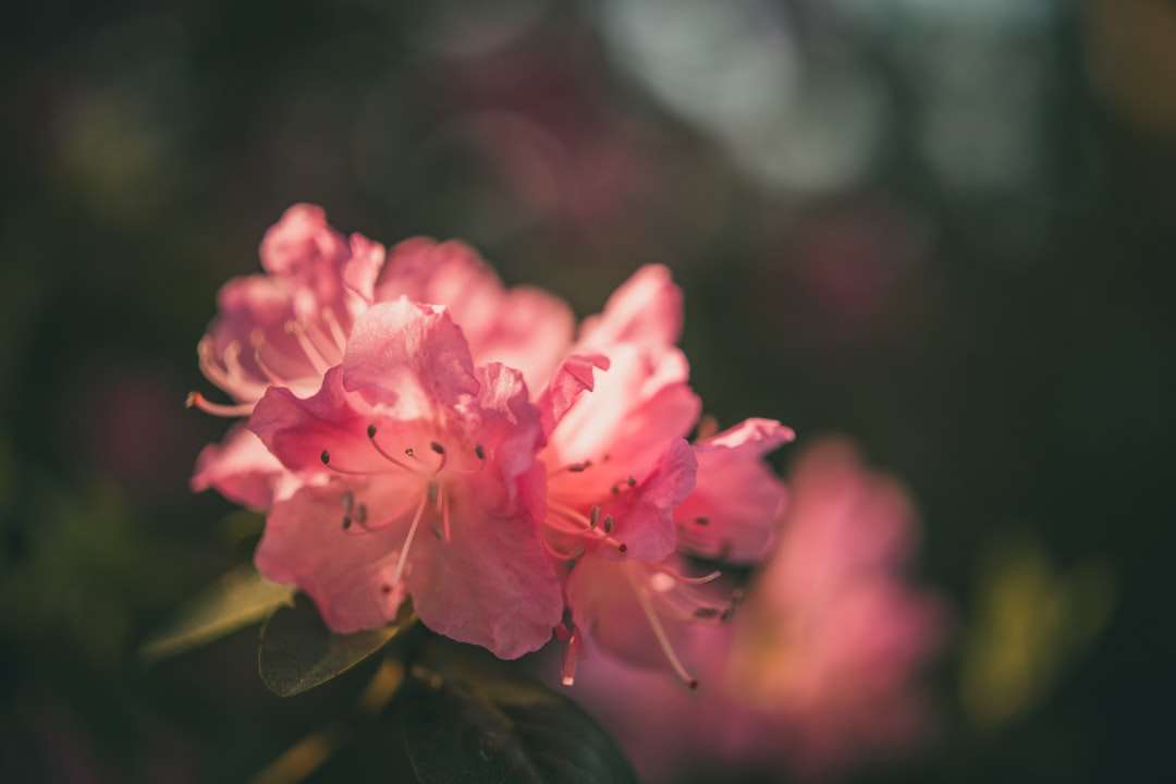 Rózsaszín virág a Tilt Shift objektívben kirakós online