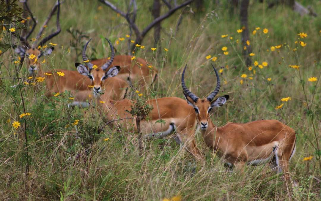 Cervos marrons na grama verde durante o dia quebra-cabeças online