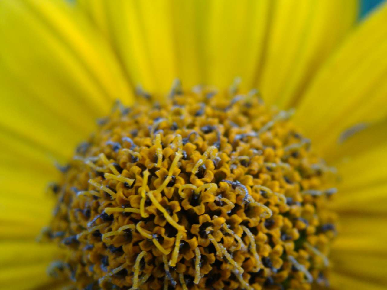 Sárga virág online puzzle