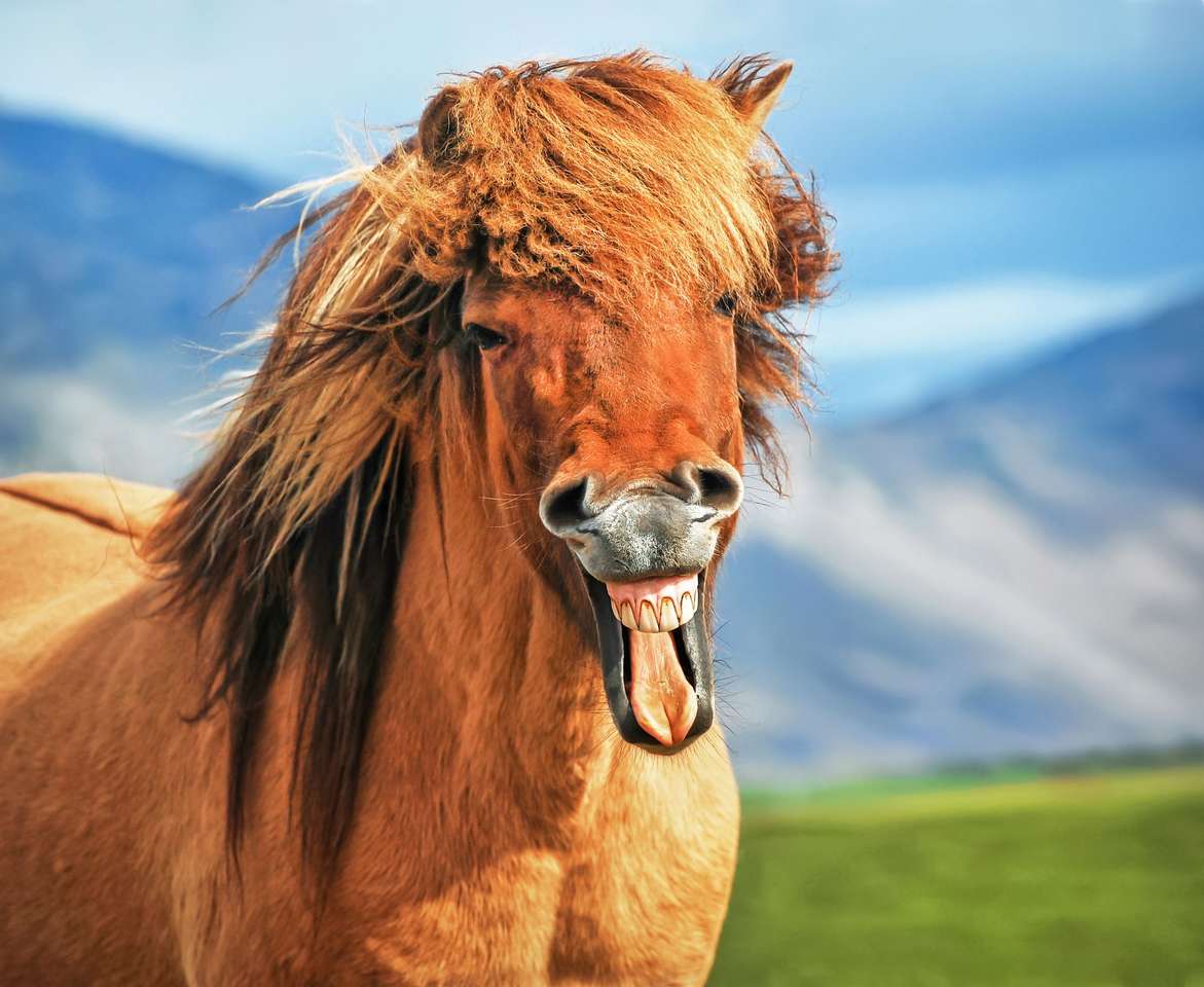 Le cheval rire puzzle en ligne