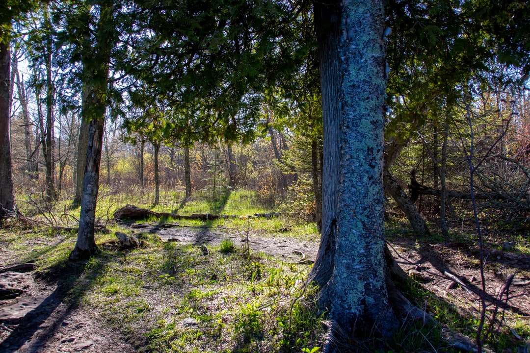 Zöld fű és barna fa törzs online puzzle