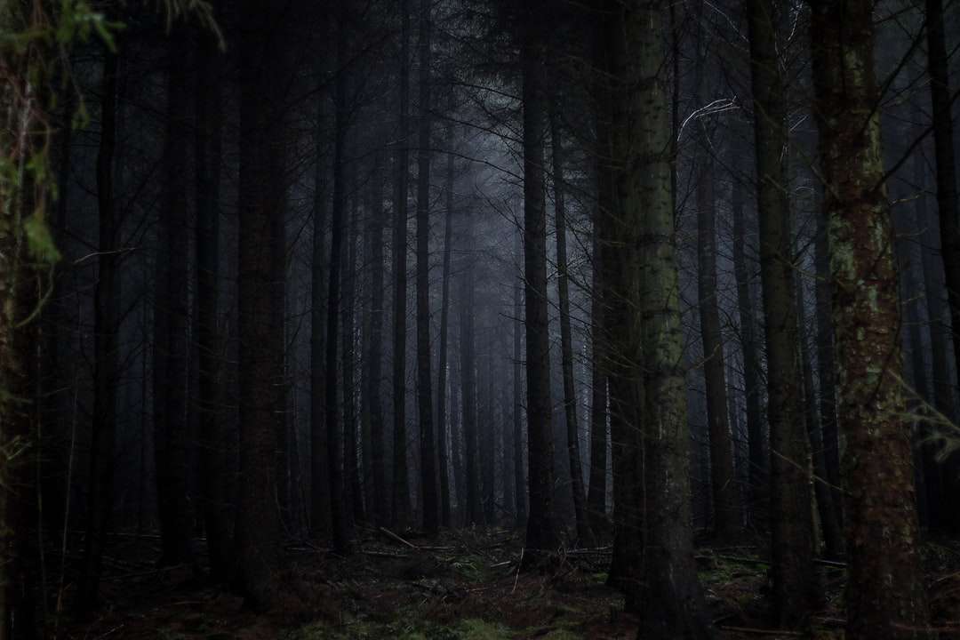 fotografering av skog Pussel online