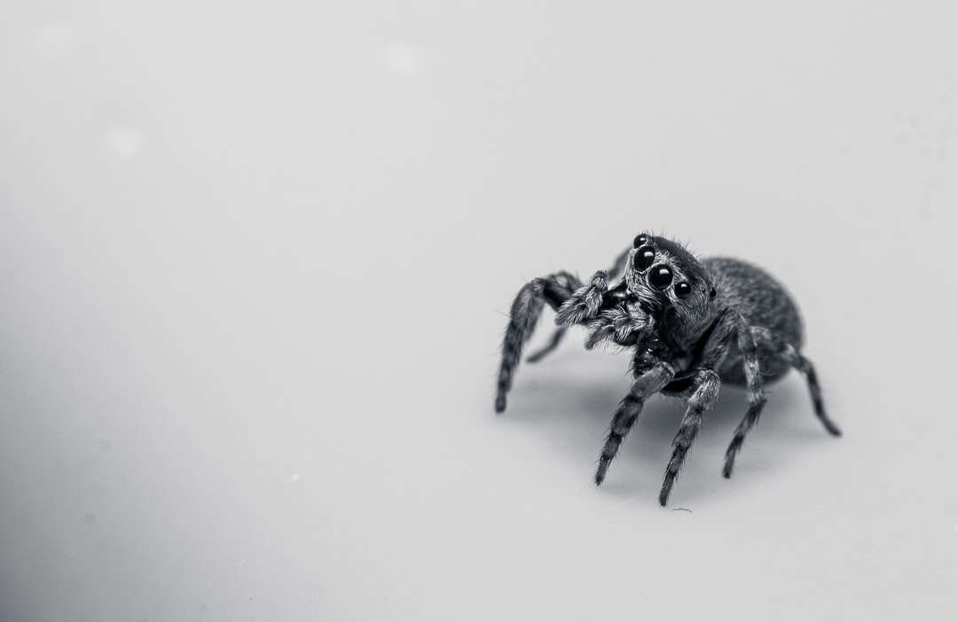 Black Jumping Spider pe suprafața albă jigsaw puzzle online