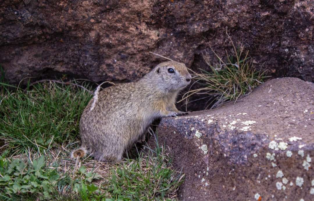 roedor marrón en roca gris rompecabezas en línea