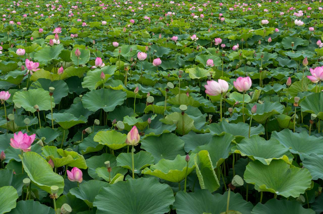 Fleurs de lotus puzzle en ligne