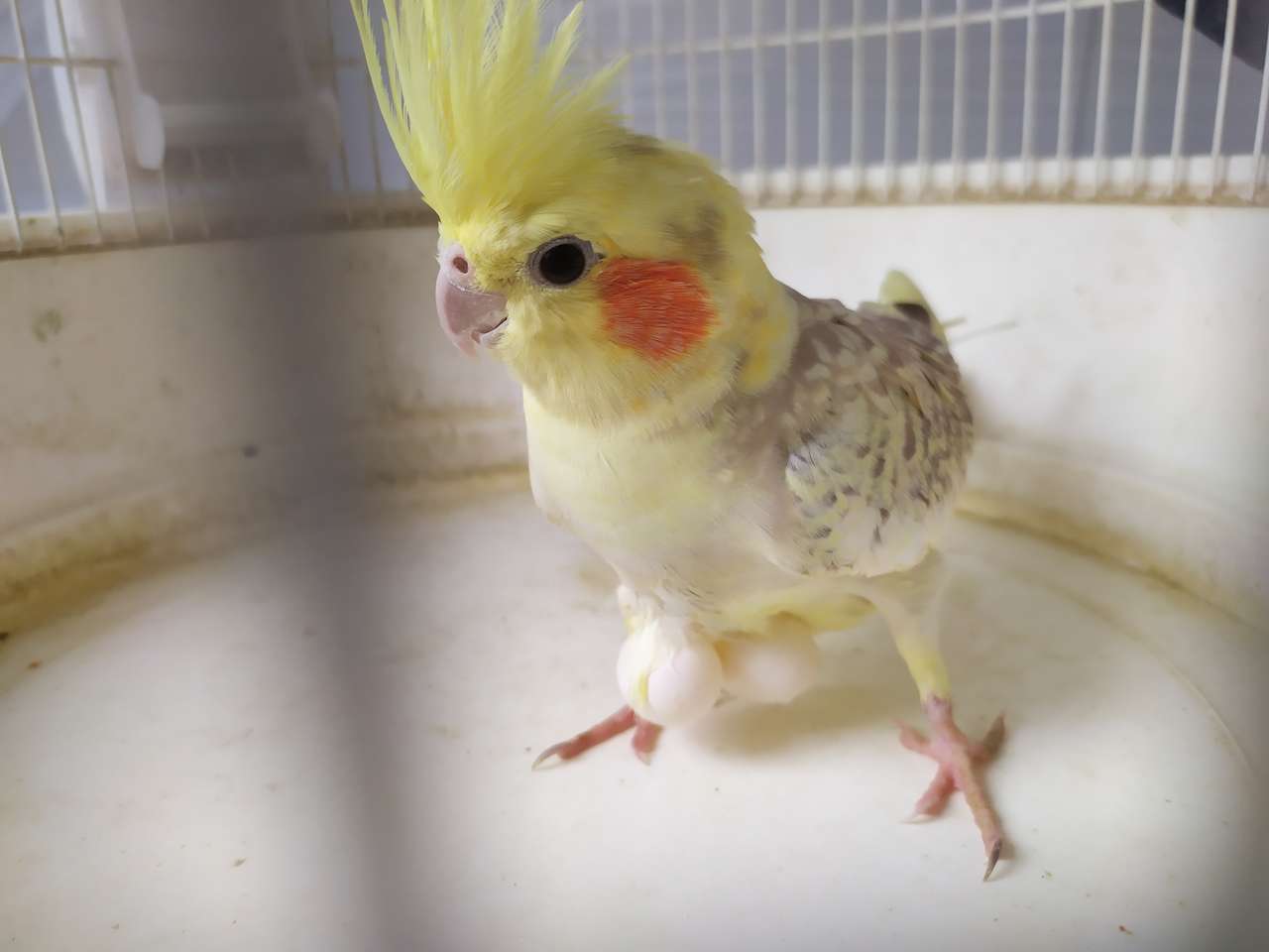 Nimfa-stefania parrot онлайн пъзел