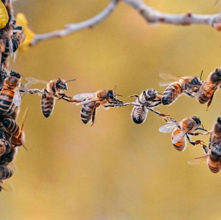 Equipo de abejas rompecabezas en línea