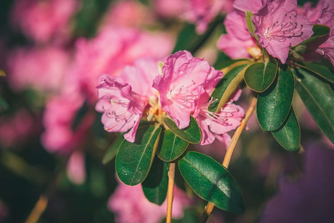 Roze bloem in tilt shift-lens online puzzel