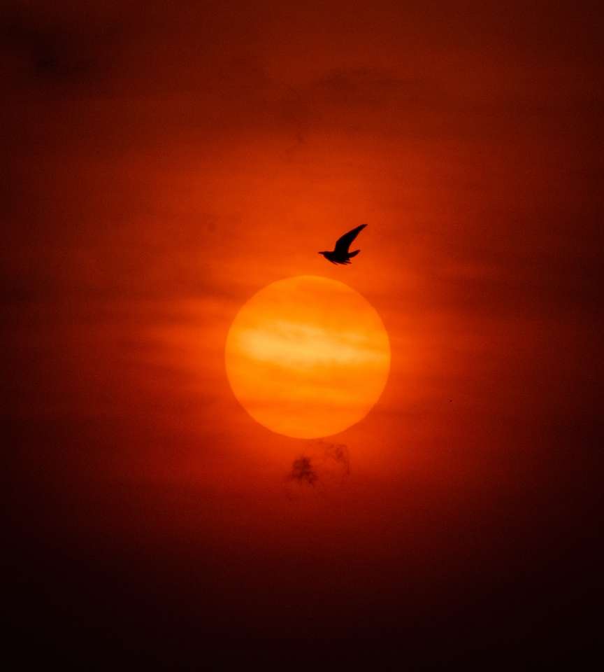 Silhuett av fågel som flyger under solnedgången Pussel online