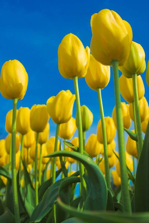 Жовті тюльпани онлайн пазл