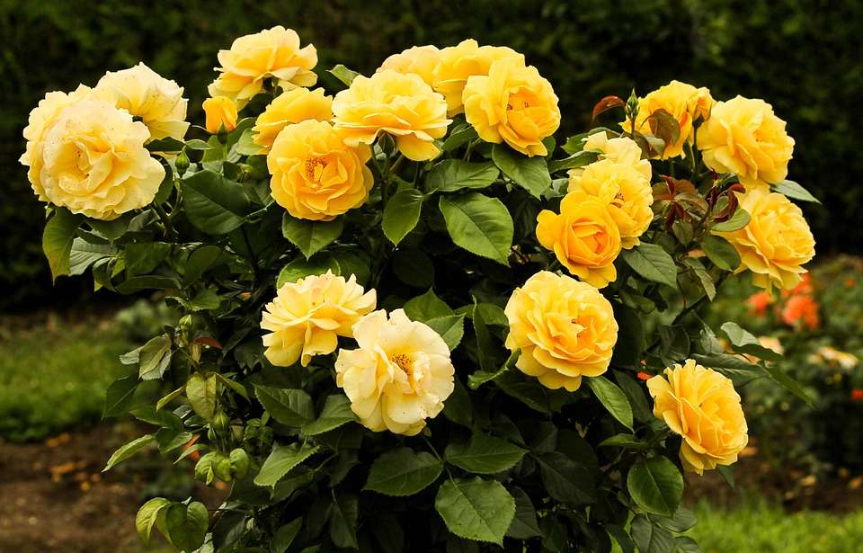 Arbusto de rosas quebra-cabeças online