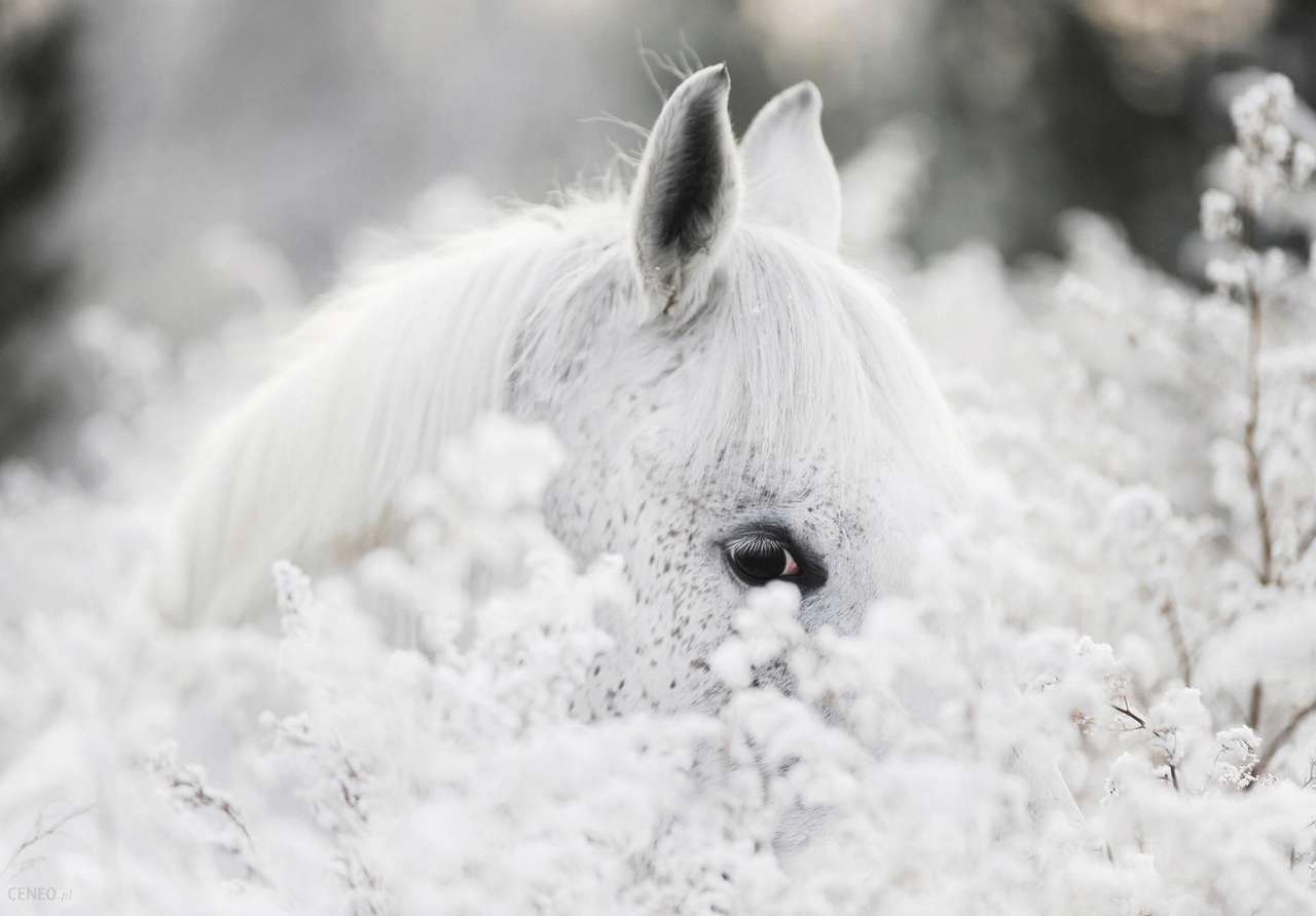 Cavalo branco puro árabe puzzle online