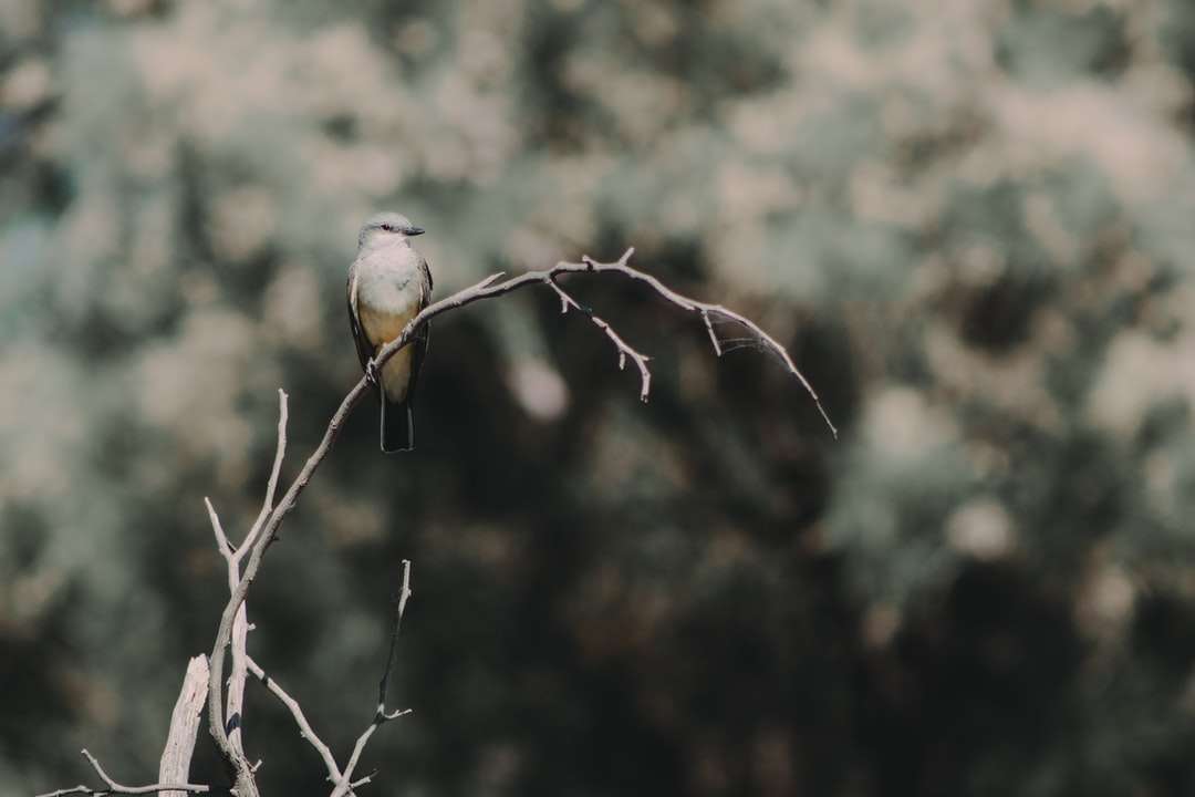 Браун и бяла птица на кафявото дърво през деня онлайн пъзел