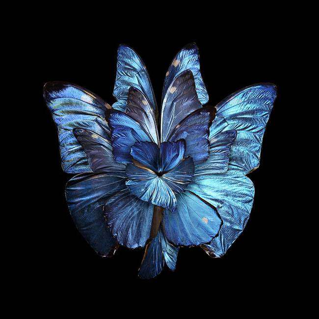цветок бабочки пазл онлайн
