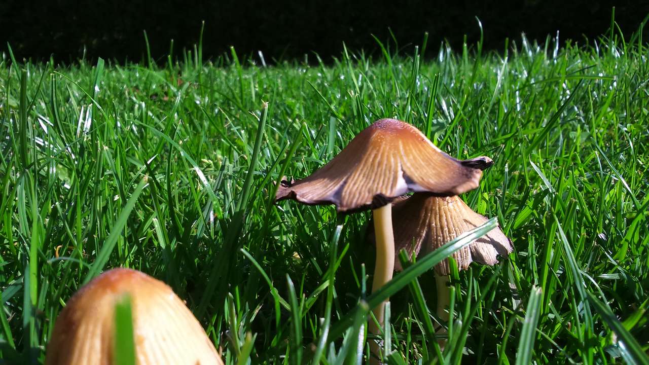 гриби в траві пазл онлайн