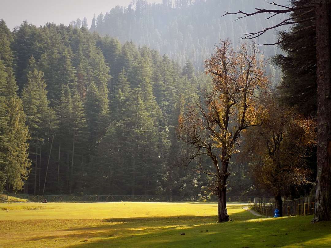 Bruna träd på grönt gräsfält under dagtid pussel på nätet