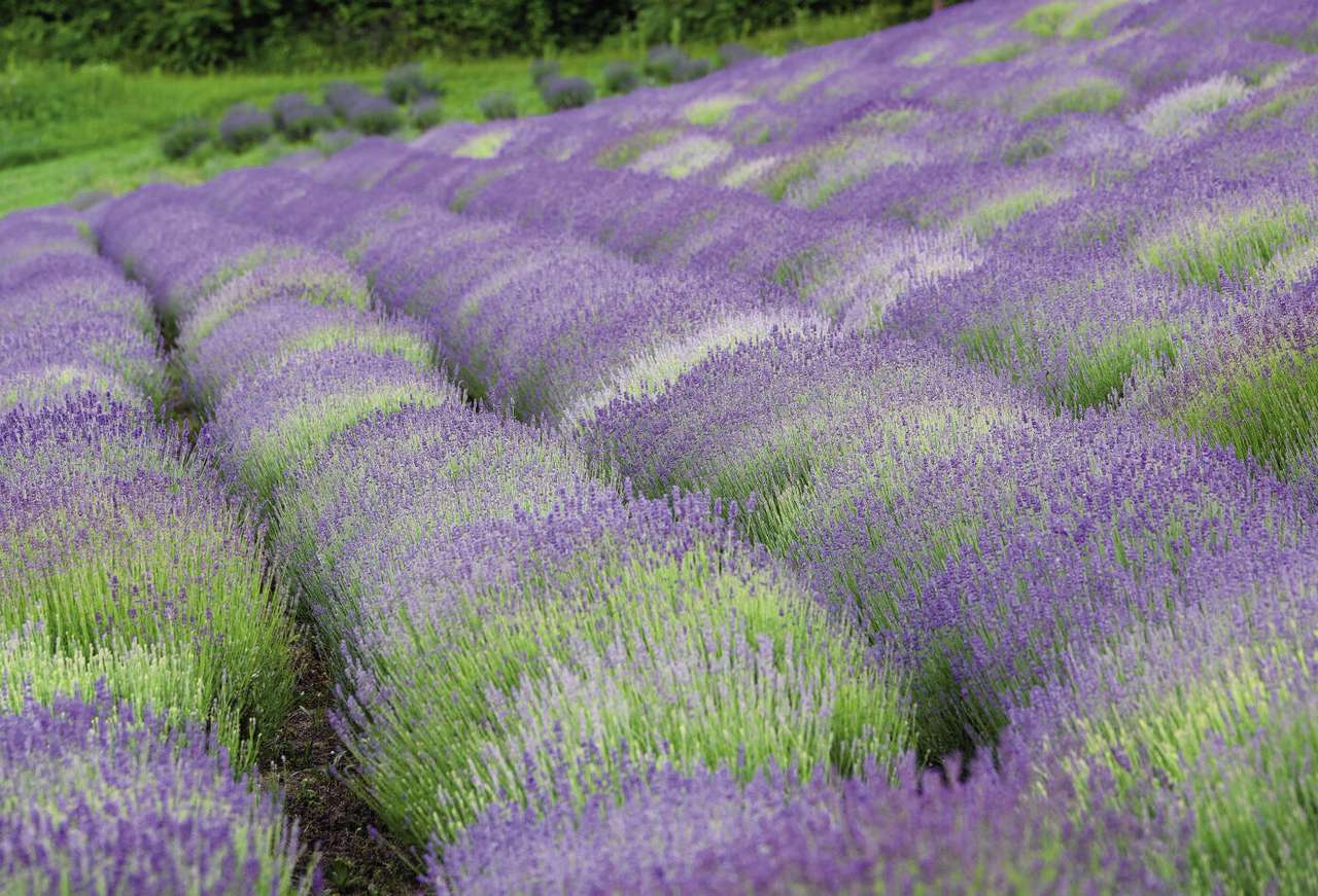 Lavendel-Feldanbau. Puzzlespiel online
