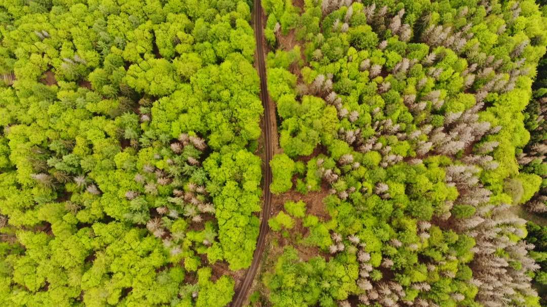 Letecký pohled na zelené stromy skládačky online