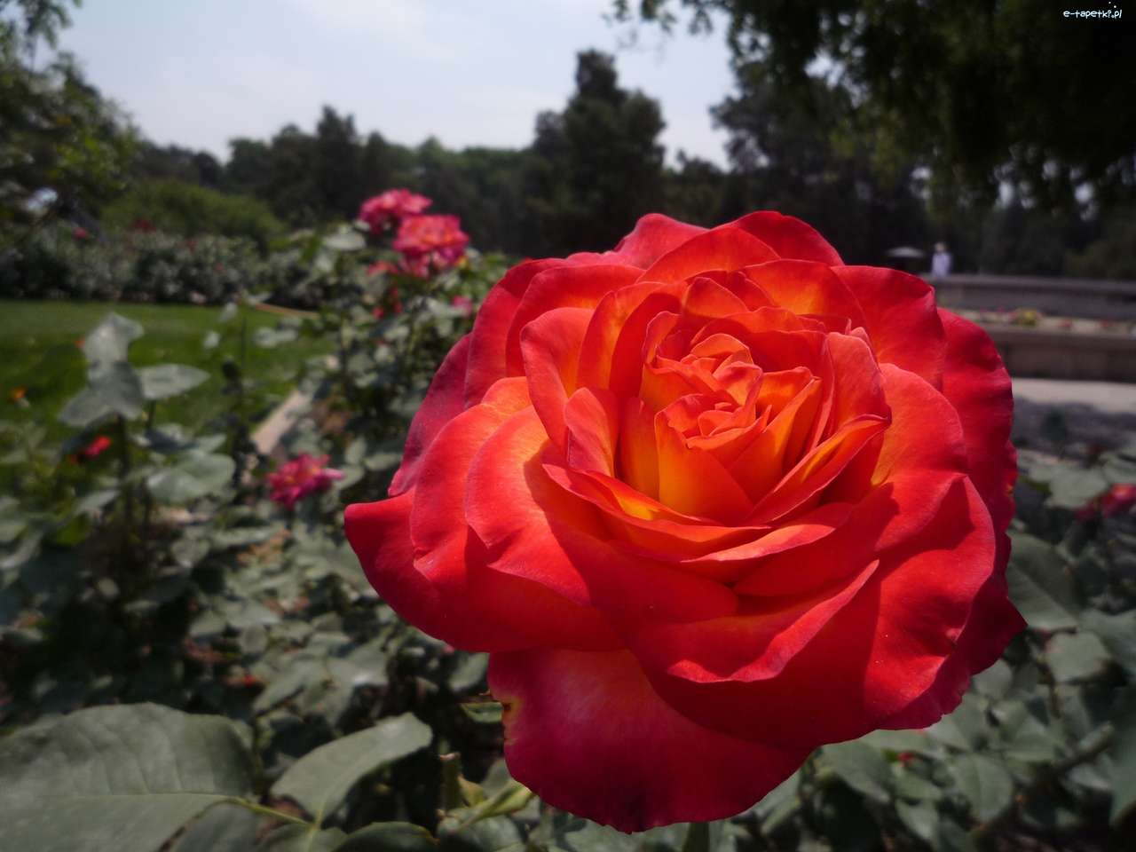 Квітка троянди пазл онлайн