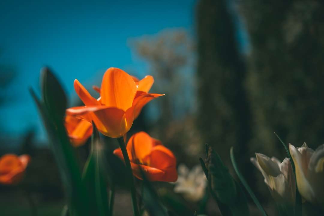 Orange blomma i tilt shift lins Pussel online