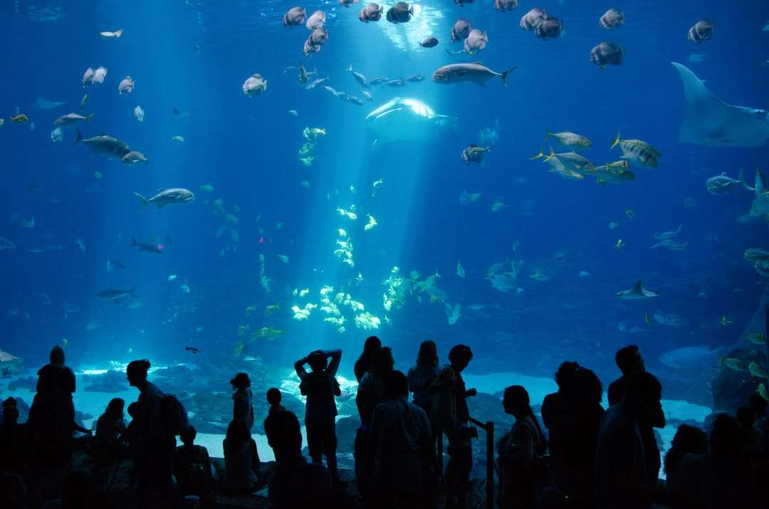 Mensen kijken naar een vis in een aquarium online puzzel