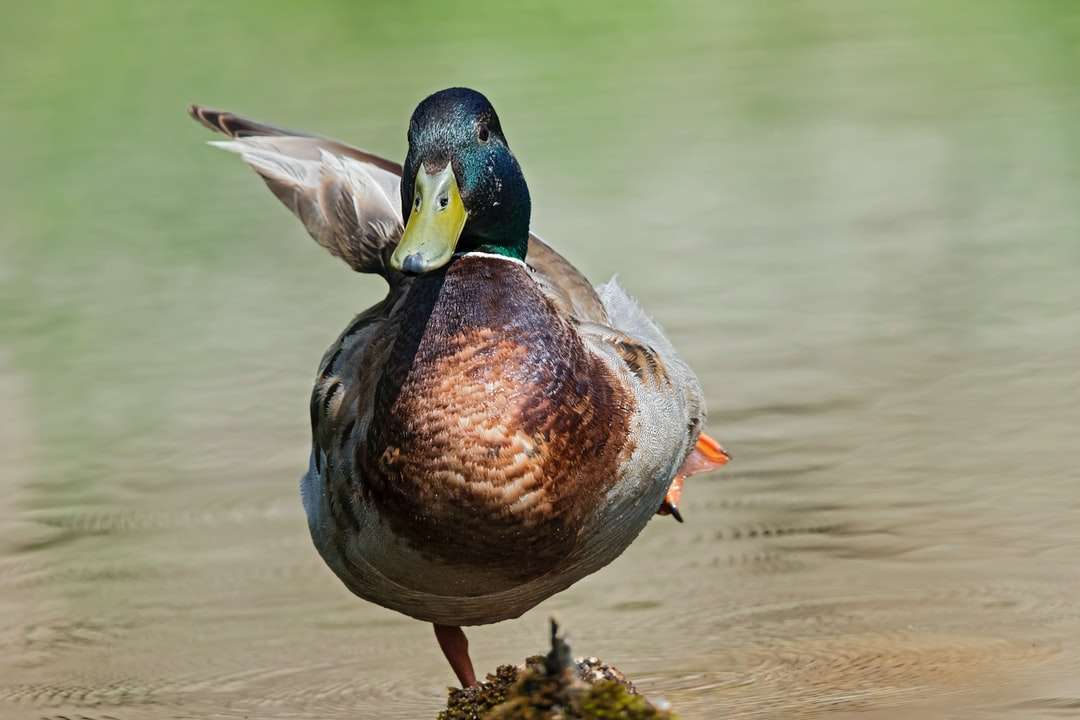 Braune und grüne Ente auf Wasser Puzzlespiel online