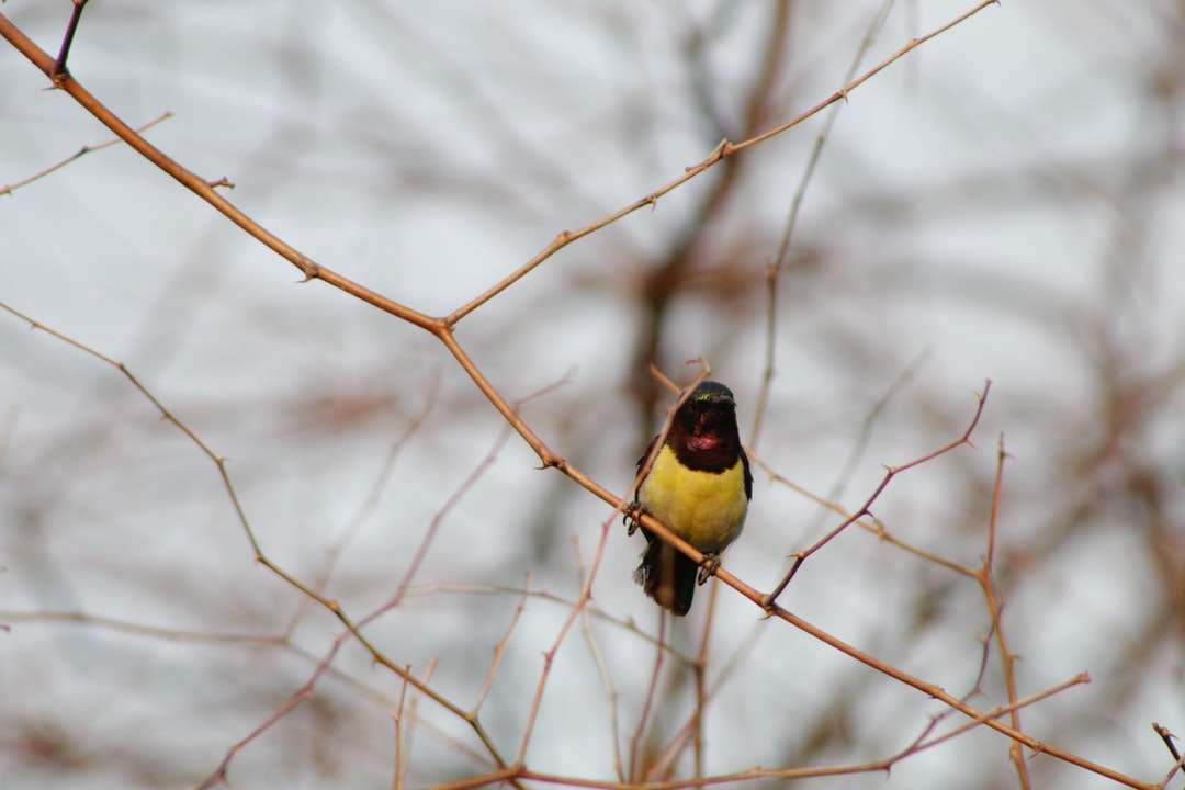 gul och svart fågel på brun trädgren pussel på nätet