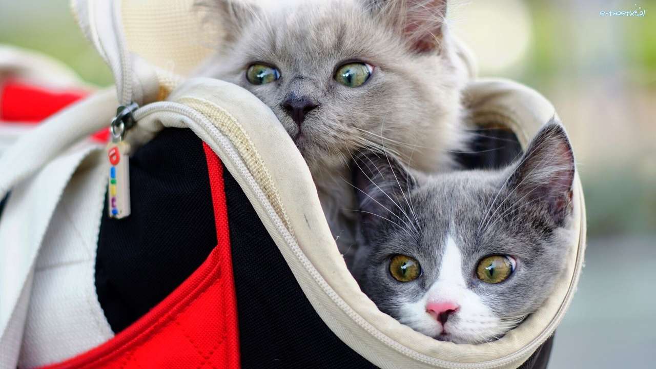 Два сірих кошенят в мішку пазл онлайн