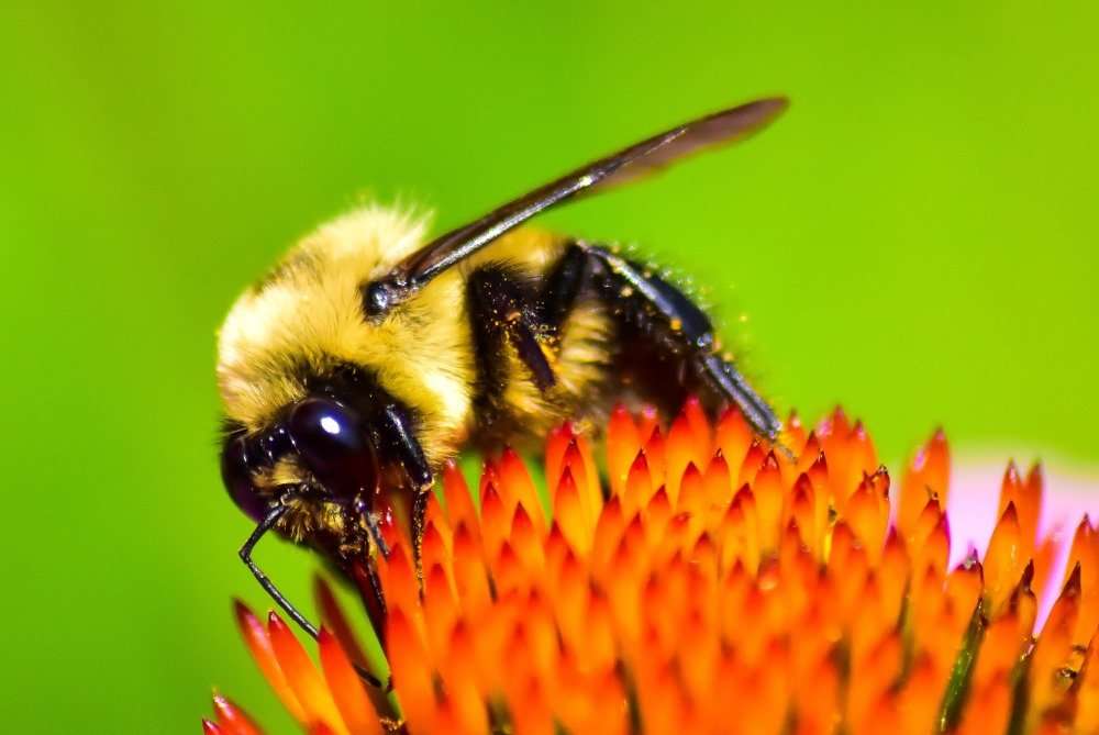 Včela skládačky online