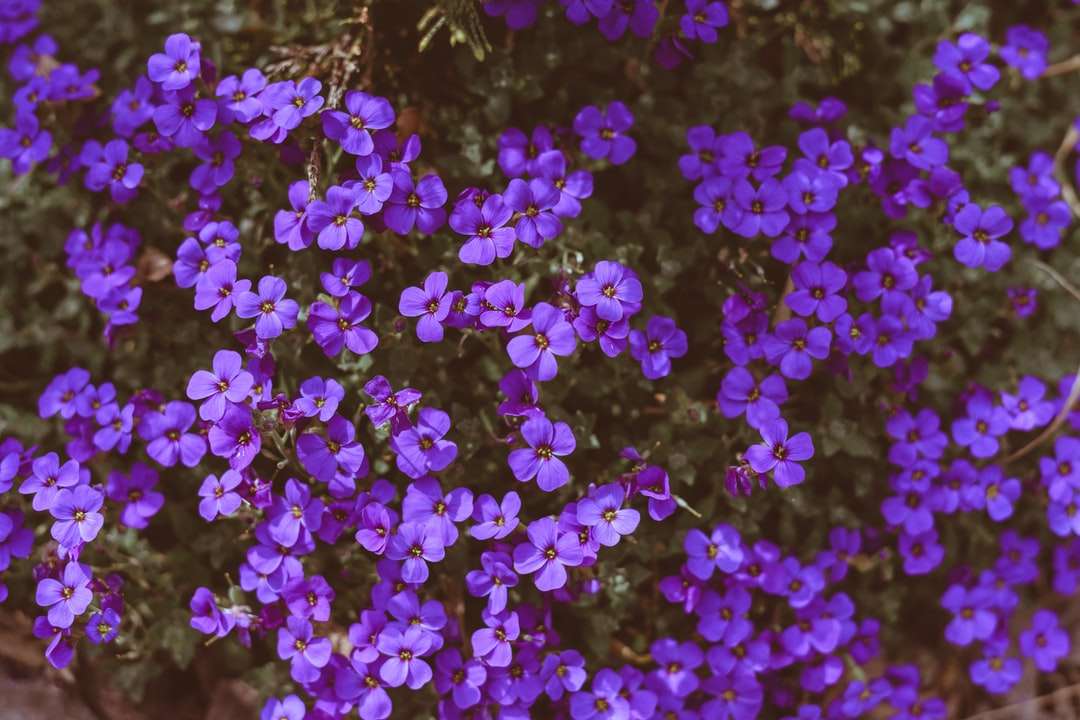 Fiori viola con foglie verdi puzzle online