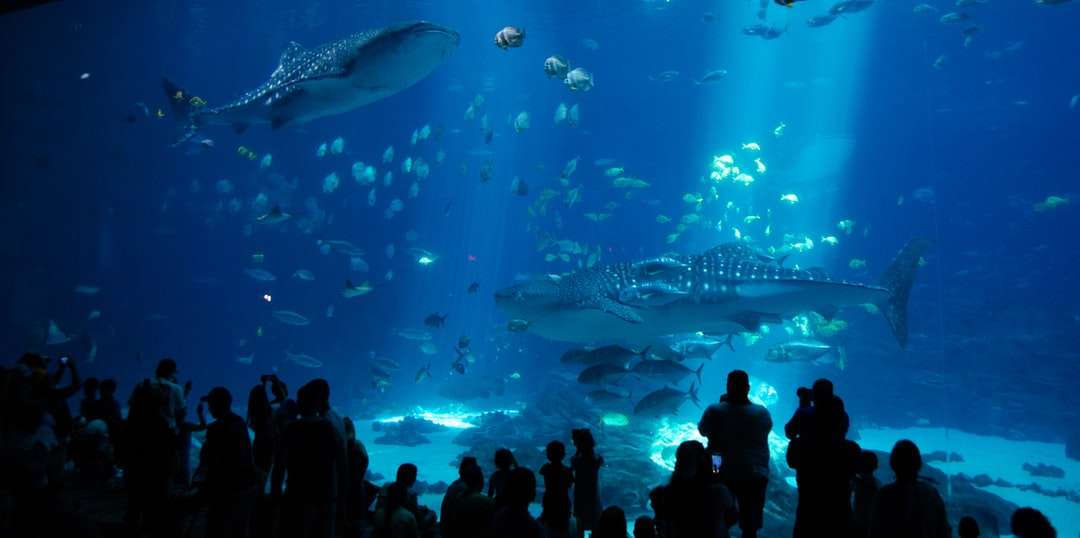 Lidé sledují ryby v akváriu online puzzle