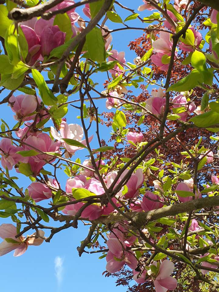 Magnolia legpuzzel online