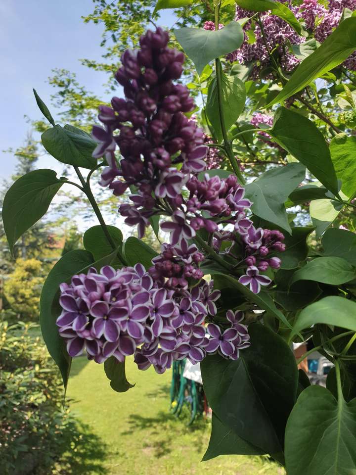 Purple lilac. puzzle online