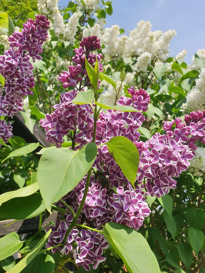 Virágzó lilacsok kirakós online