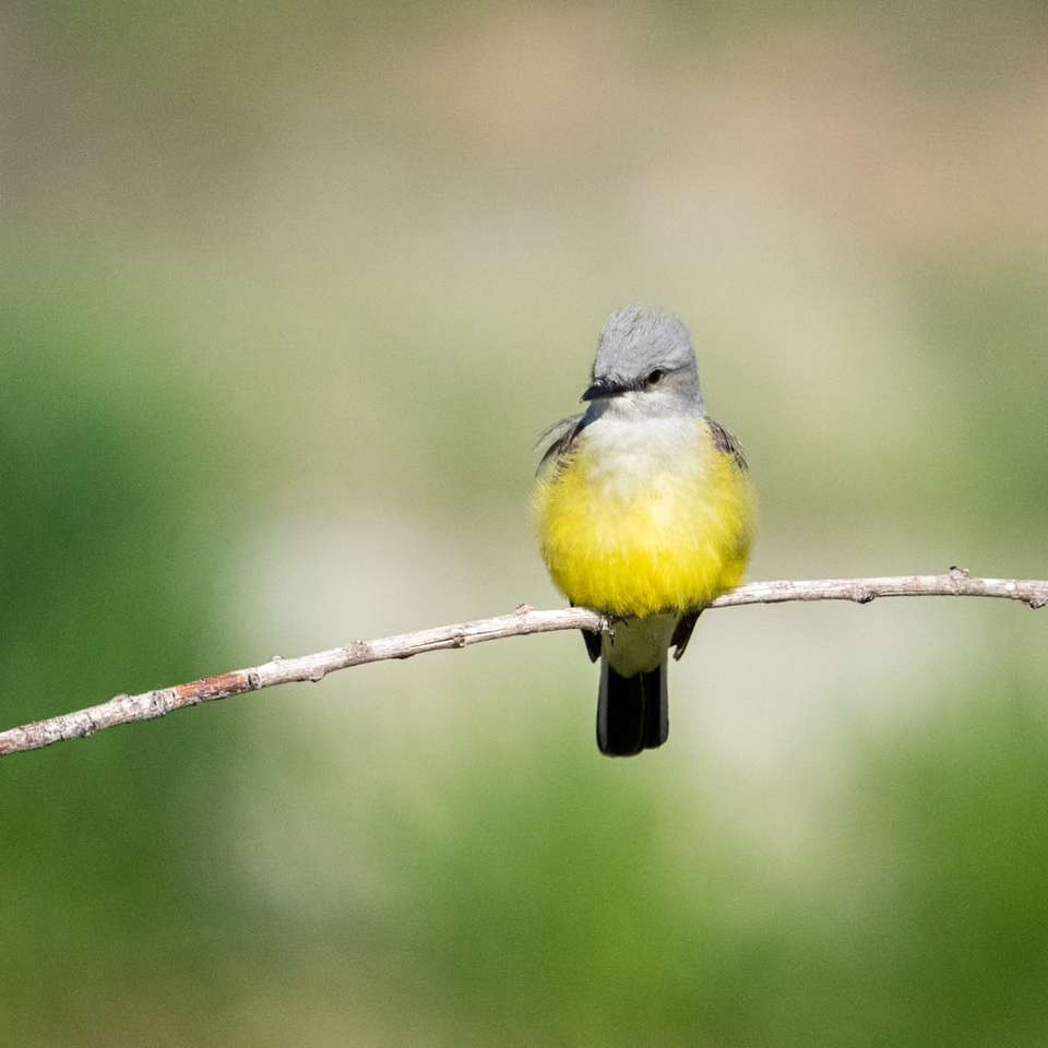 Uccello giallo e grigio sul ramo di albero marrone puzzle online