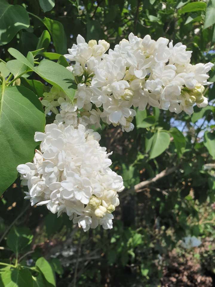 Fehér lila kirakós online