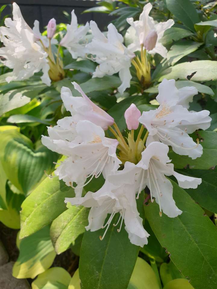 Weißes Rhododendron. Puzzlespiel online
