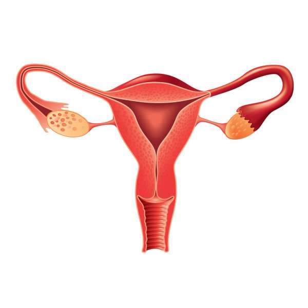 Жіноча репродуктивна система пазл онлайн