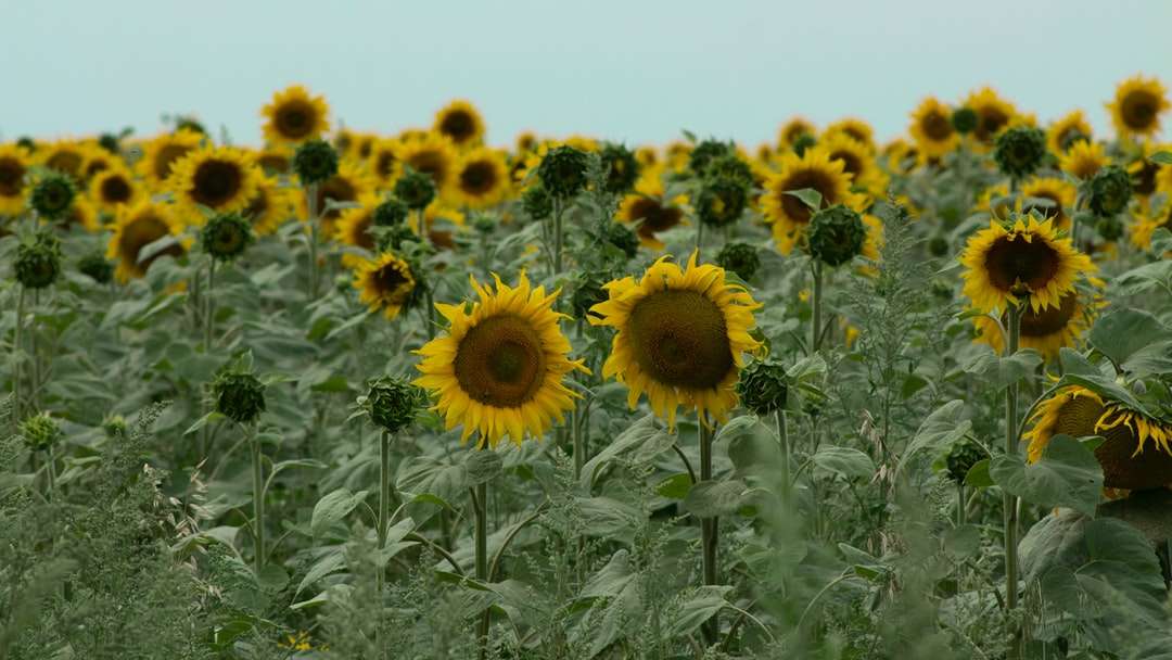 соняшникове поле під білим небом в денний час онлайн пазл