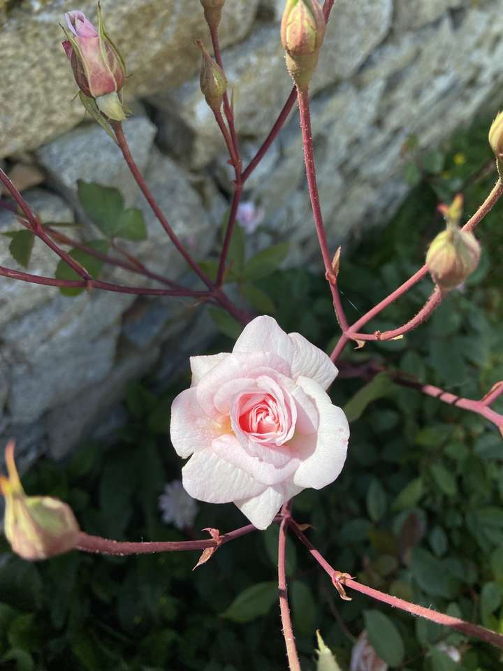 рожева троянда 2 пазл онлайн