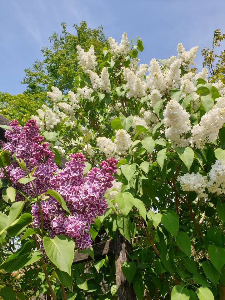 Blooming lilacs. quebra-cabeças online