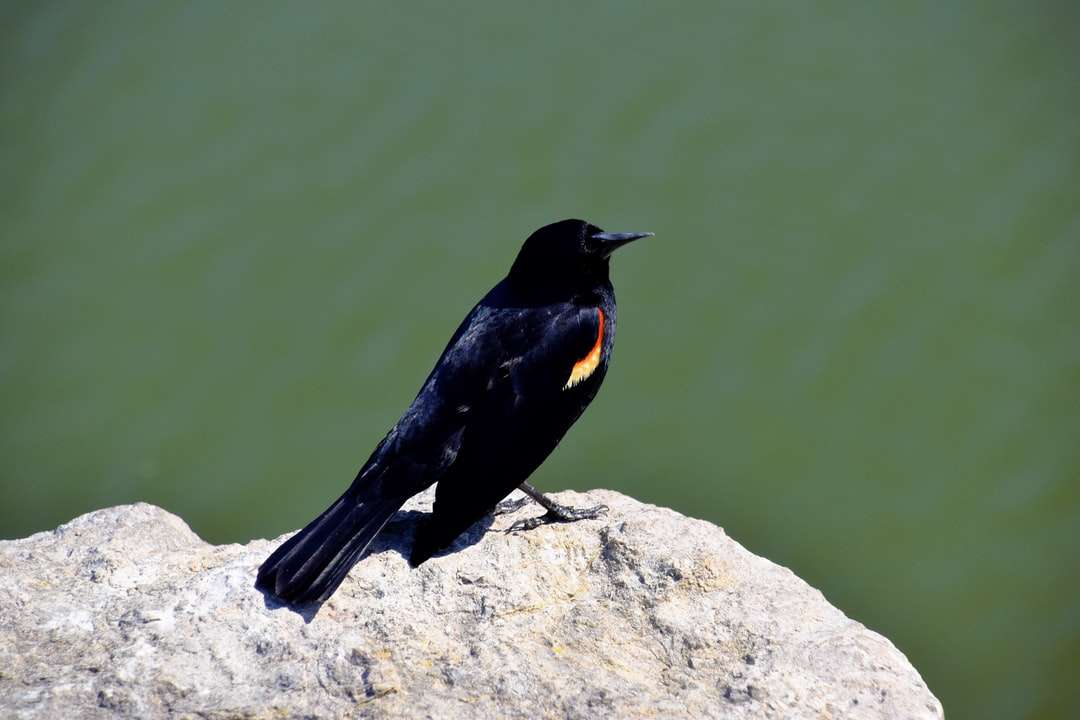 Černý pták na šedé skále online puzzle