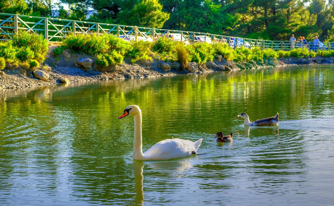Swan și rață pe apă puzzle online